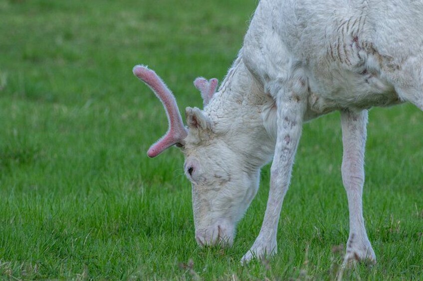 Un animal blanco con orejas rosadas pastando en la hierba. 5