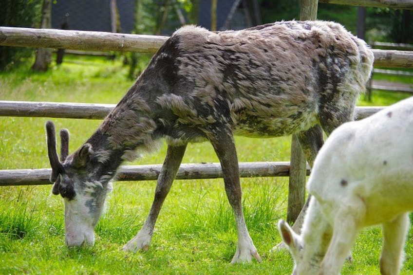 Una llama pastando en un área cercada con pasto. 4