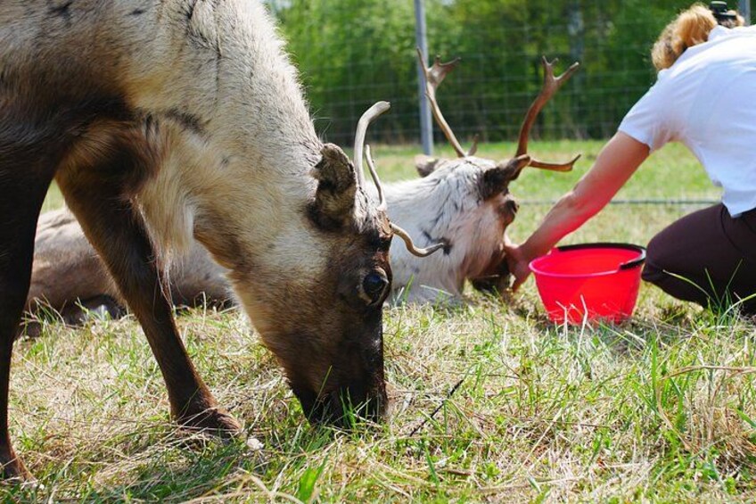 Una persona alimentando a un reno en un campo cubierto de hierba. 1