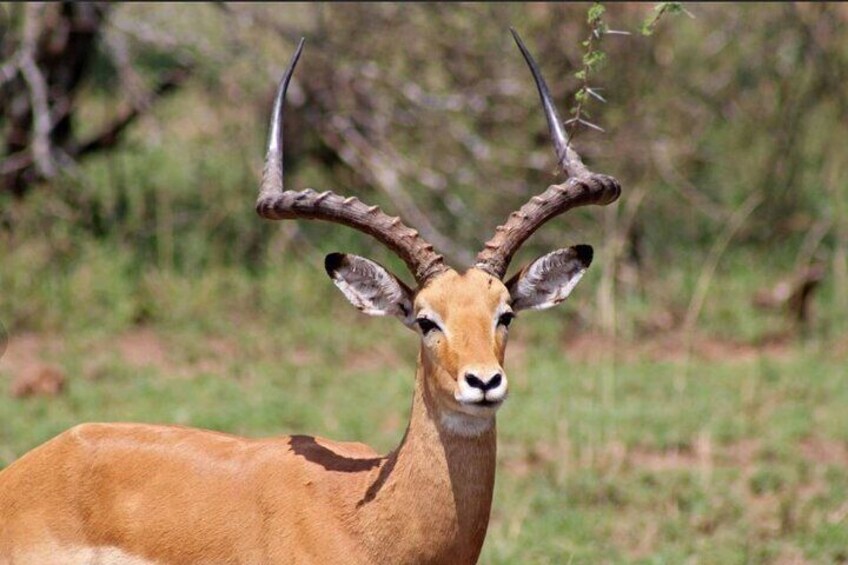 Un kudu con grandi corna curve in un prato erboso. 3