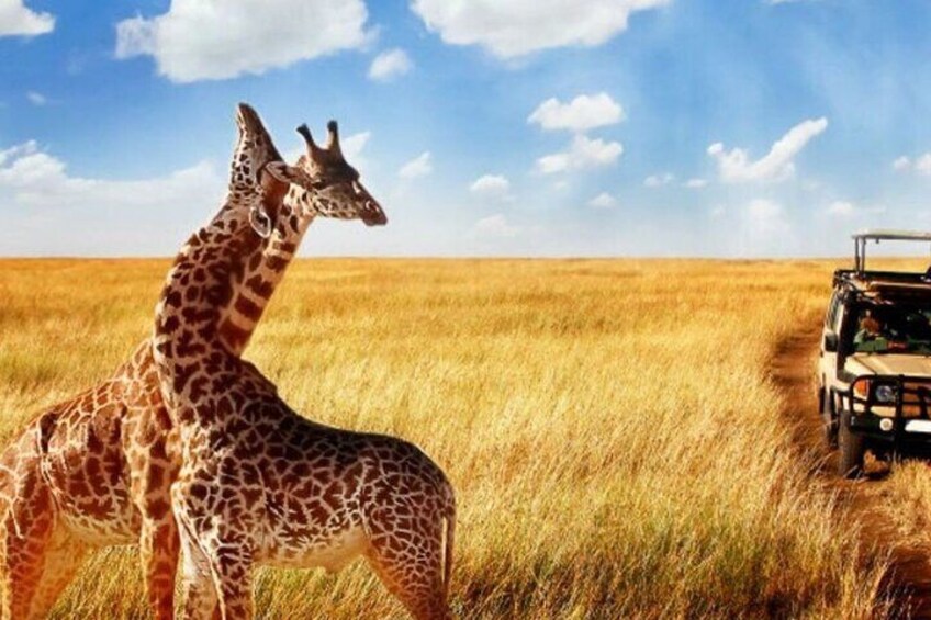 Una giraffa in piedi in un prato erboso, con un veicolo safari sullo sfondo. 4