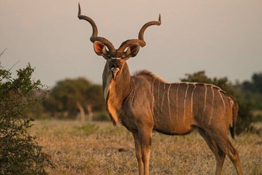 Un kudu in piedi in una savana arida con pochi alberi. 5