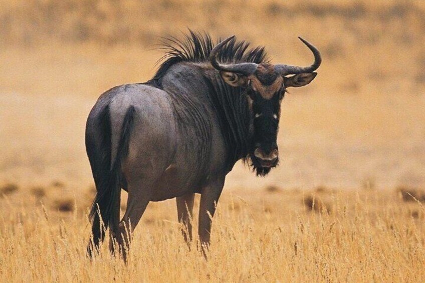 Un gnu in piedi in una prateria arida. 2