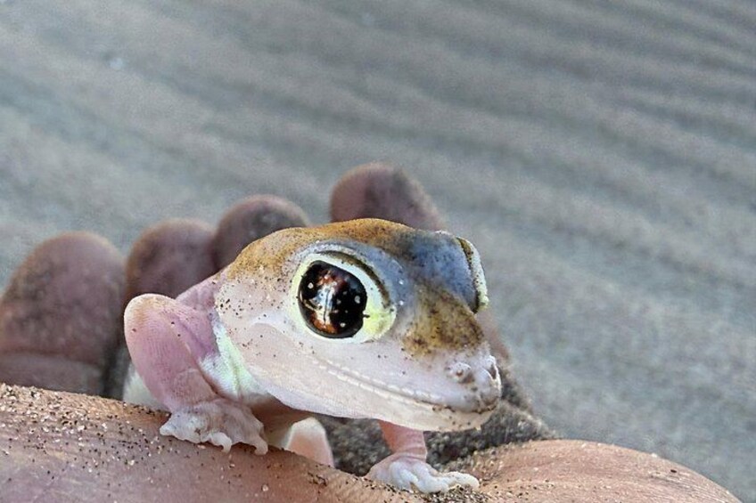 Un gros plan d’un gecko aux grands yeux et à la peau rosâtre, posé sur une surface texturée. 2
