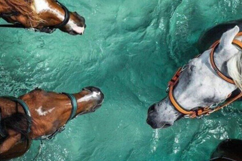 Dos caballos nadando en una piscina. 3