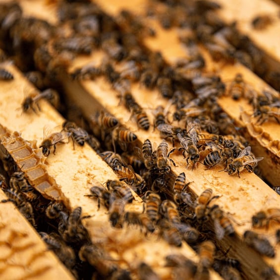 A close-up of bees on honeycomb. 5