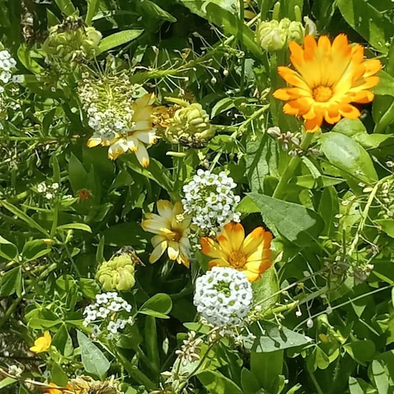 A dense cluster of various flowers, including yellow and white blooms, amidst green foliage. 3