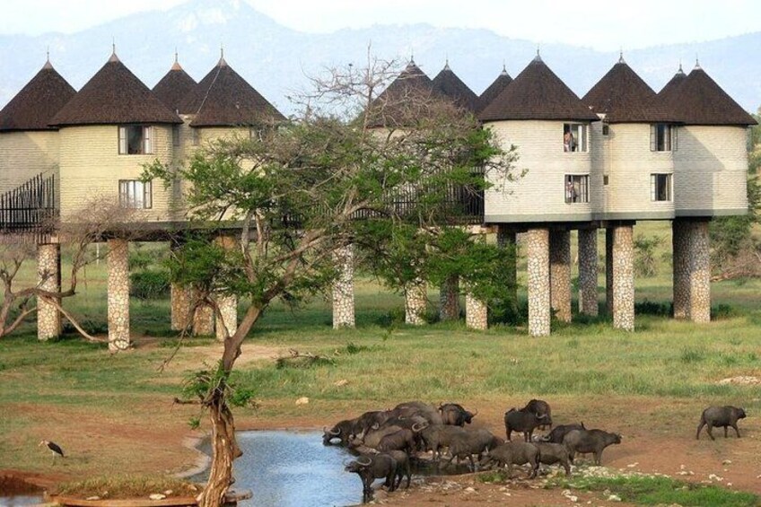 3 Day Salt Lick Safari Lodge and Sentrim Tsavo East Safari 2