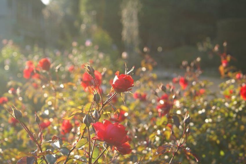 Ein Garten voller blühender roter Rosen. 4
