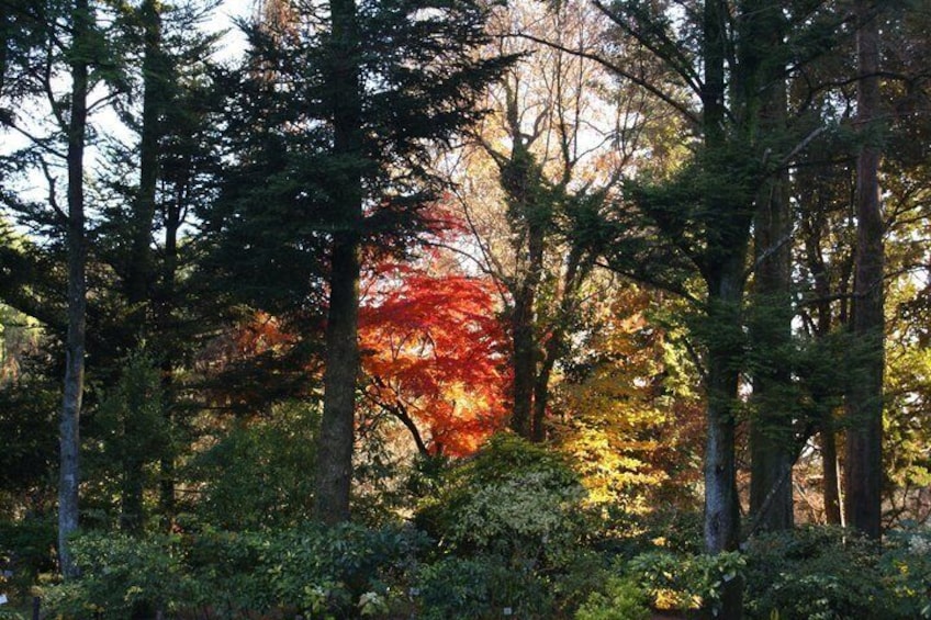 Ein dichter Wald mit hoch aufragenden Bäumen und einem markanten Baum mit roten Blättern im Hintergrund. 3