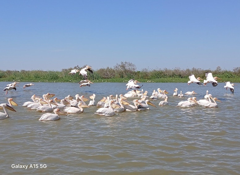 Pelicans swimming and flying over a body of water. 1