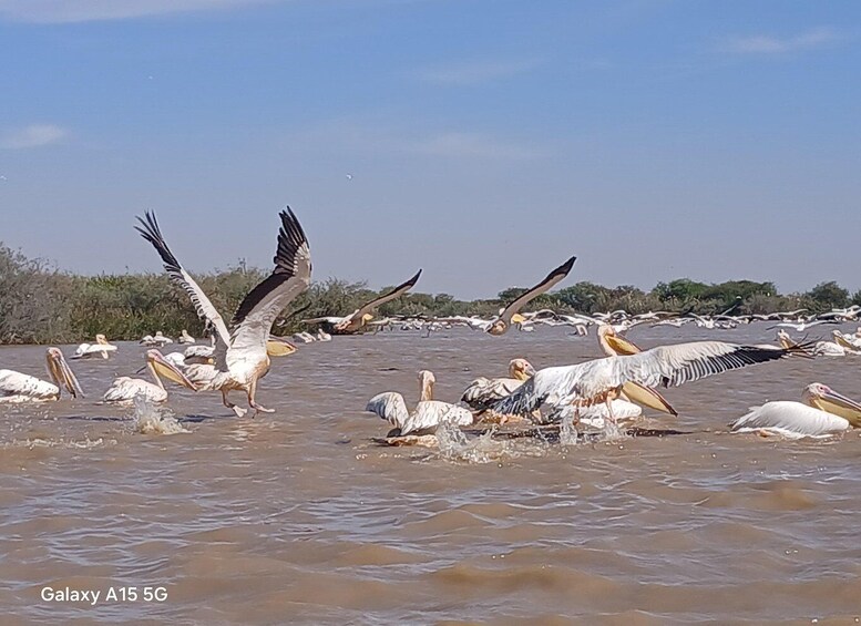 Pelicans wading in shallow water with some flying. 2