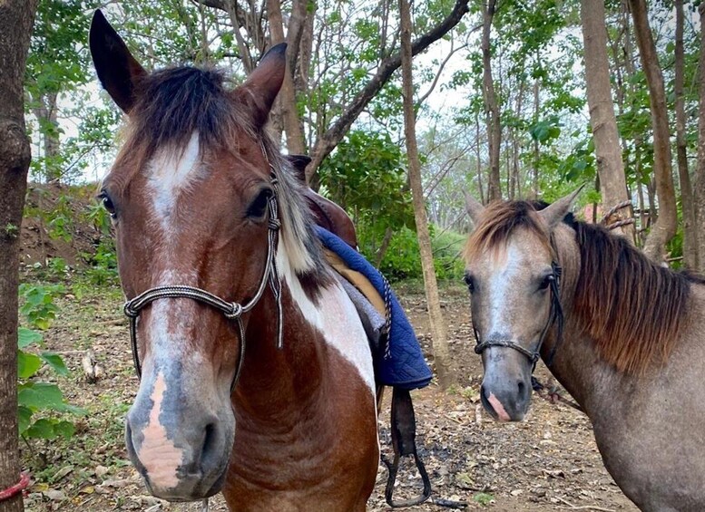 Two horses in a forested area with trees and underbrush. 5