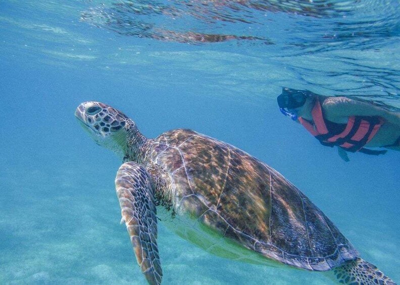 A sea turtle swimming underwater with clear blue water. 1
