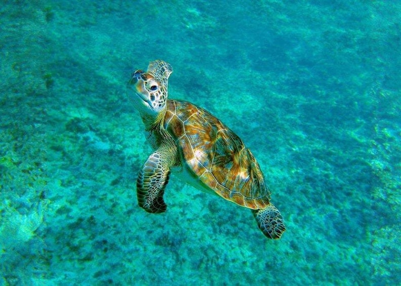 A sea turtle swimming in clear blue water. 2