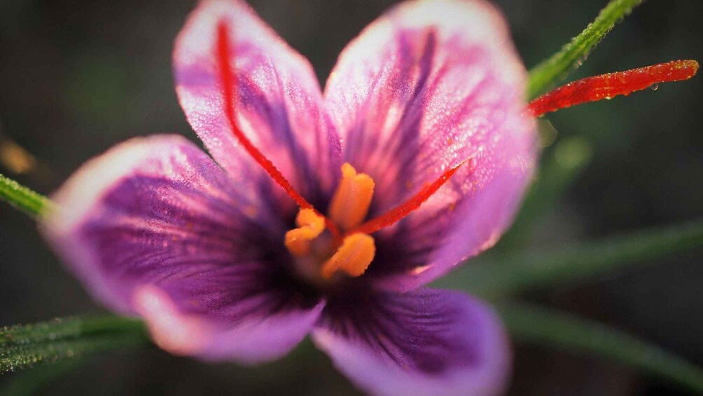 A close-up of a purple and pink flower with a red stem. 2