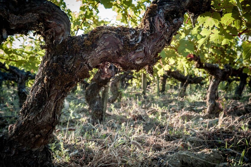 A vineyard with twisted grapevines and green leaves. 5