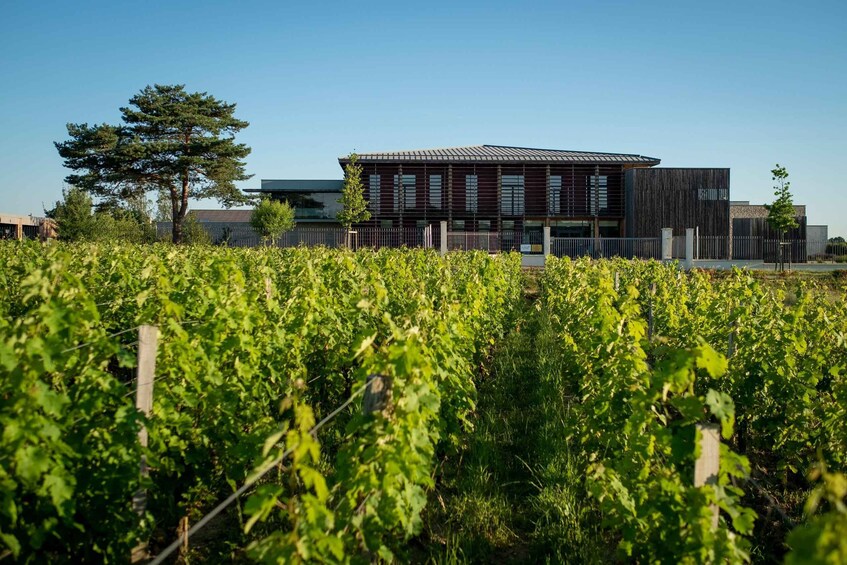 A vineyard with rows of grapevines in the foreground and a modern building in the background. 5