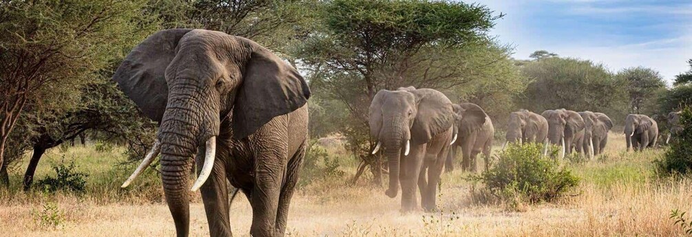 A herd of elephants in a grassy savannah with trees in the background. 1