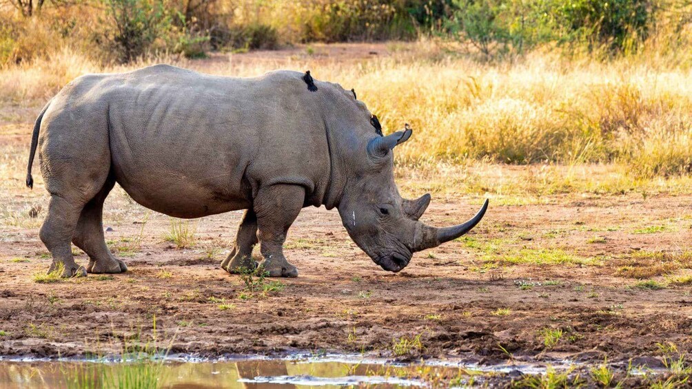 A rhinoceros walking near a waterhole in a dry grassland. 4