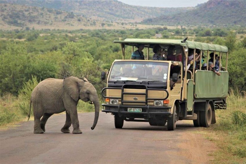 A safari vehicle with passengers observing an elephant on a road. 3
