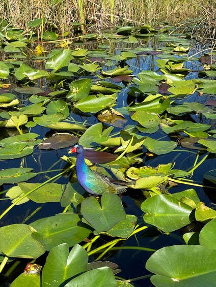 A bird among lily pads in a pond. 5