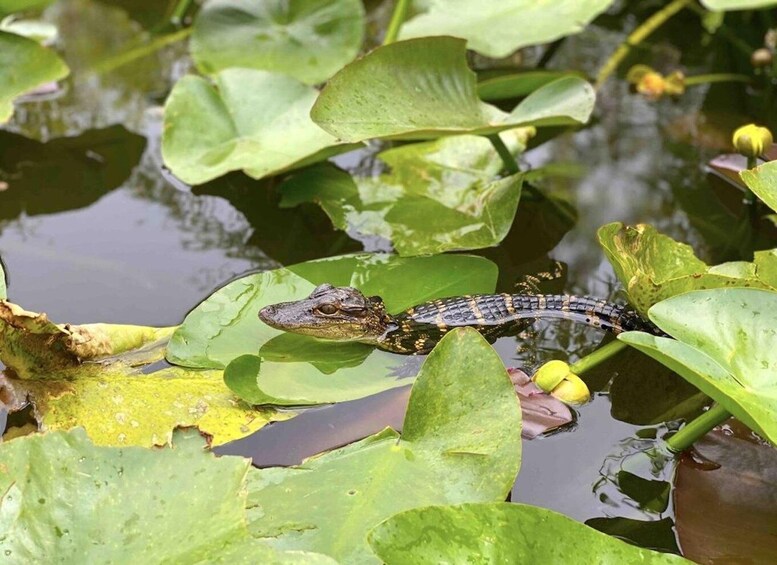 A reptile on lily pads in a pond. 5