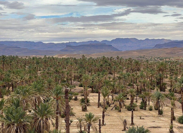 A desert landscape with palm trees and distant mountains under a cloudy sky. 2