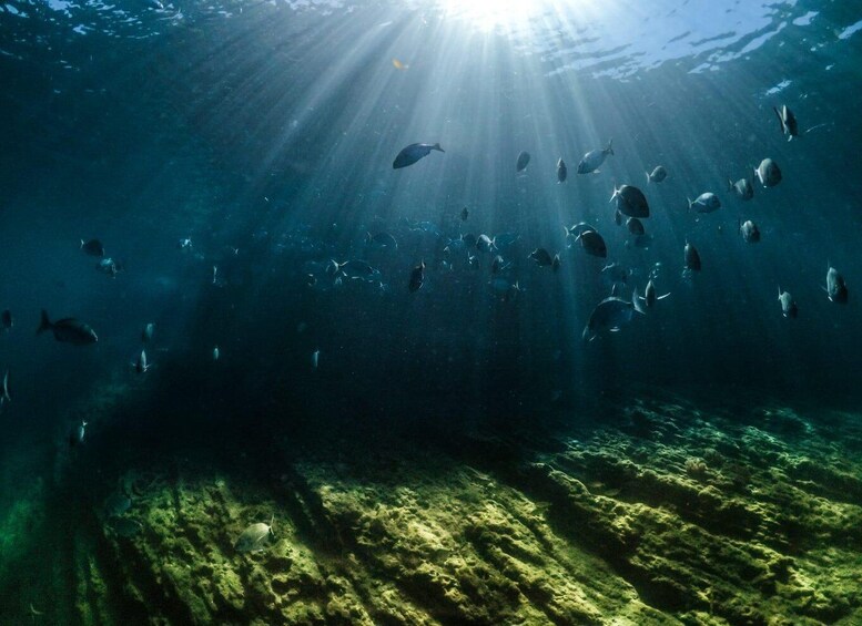 An underwater scene with sunlight filtering through the water, a school of fish, and a rocky seabed. 2