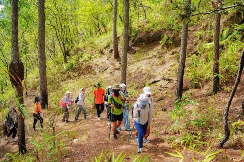 A group of hikers on a forest trail with dense greenery and trees. 2