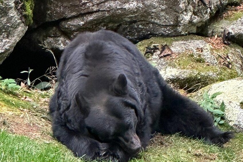 A black bear lying on grass near a rock formation. 2