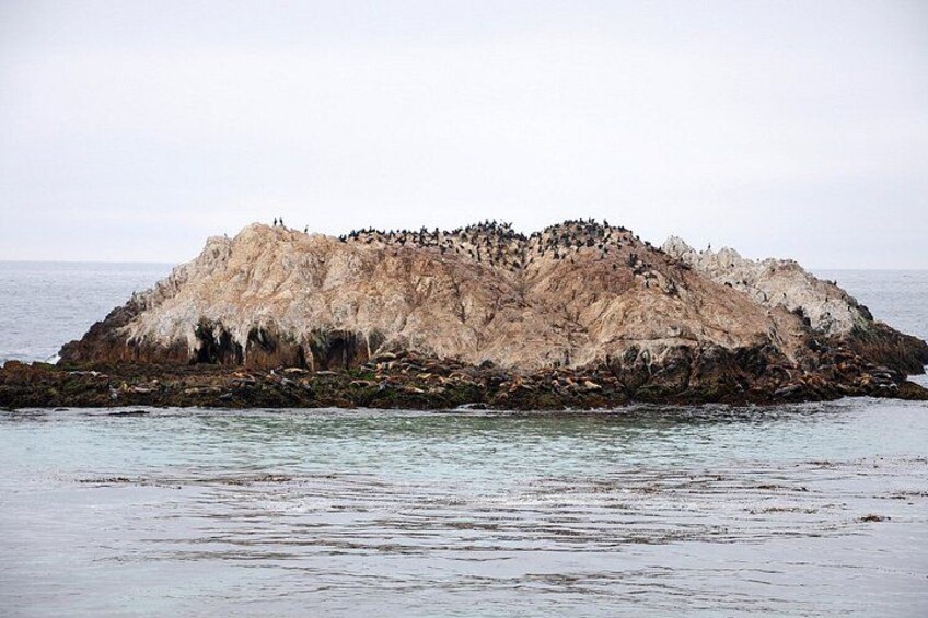 A rocky island with a large colony of penguins. 3