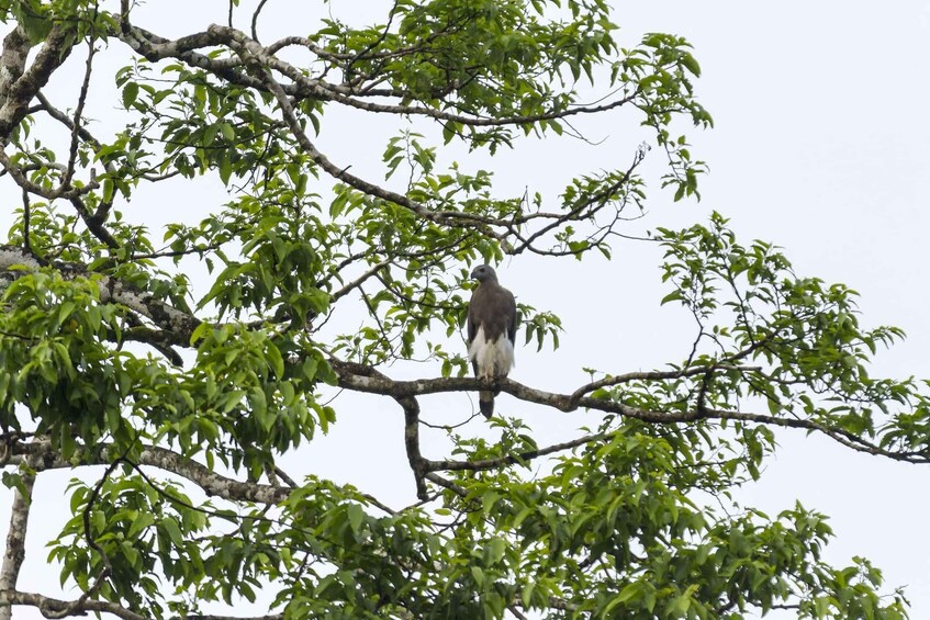 A bird perched on a tree branch. 5