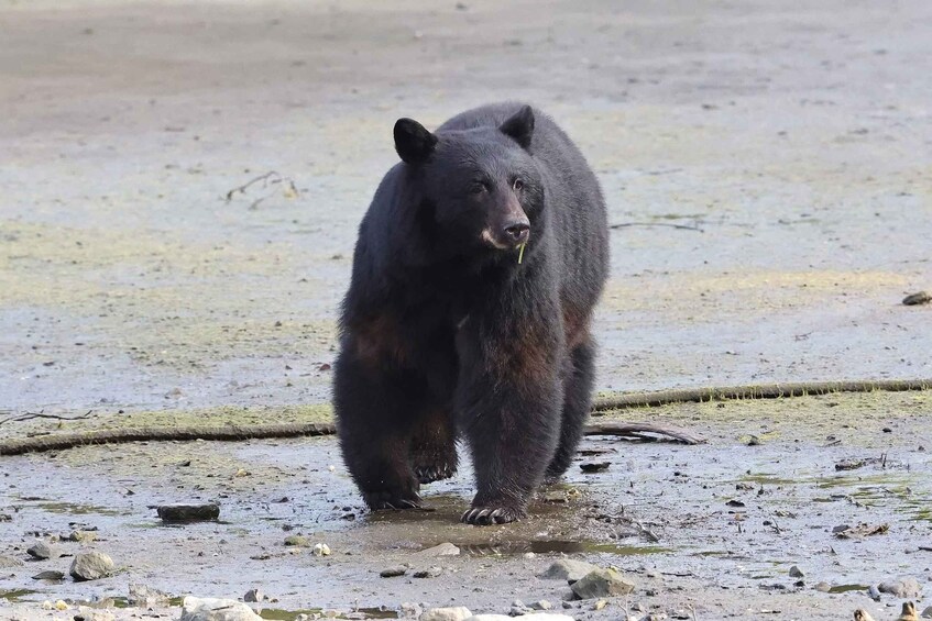 A bear walking on a muddy terrain with rocks and water. 1