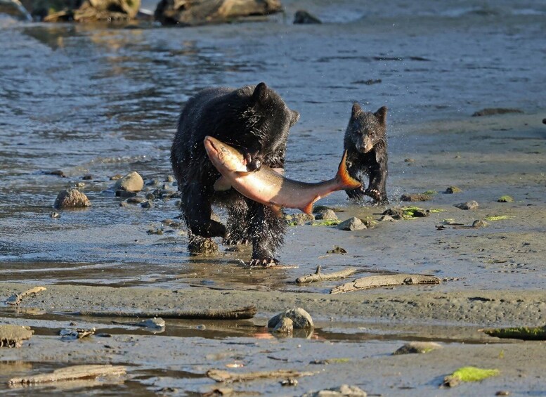 Bears wading in shallow water with a fish. 2