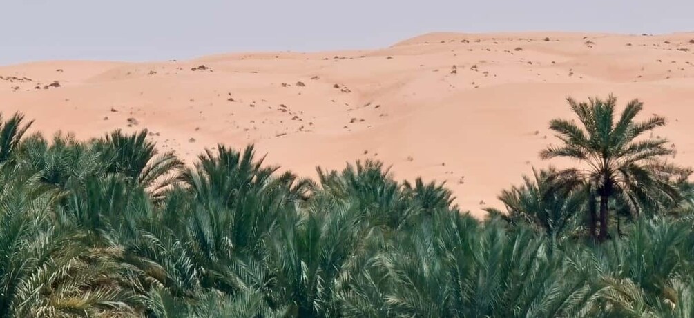 A desert landscape with sand dunes and palm trees. 3