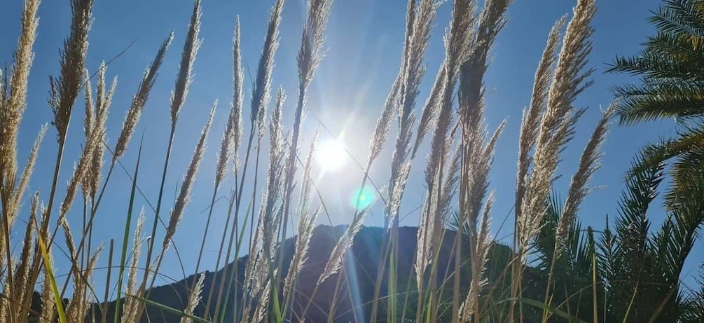 Tall grasses, a clear sky, and a mountain in the background. 5