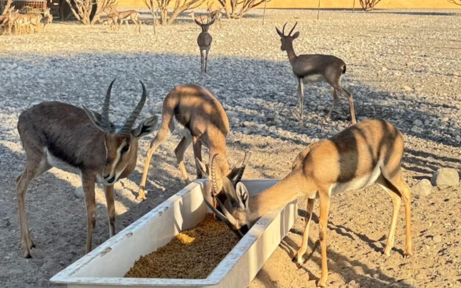 Picture 16 for Activity Muscat: 3-Day Oman Highlights Tour – Beach, Desert, Mountain 3