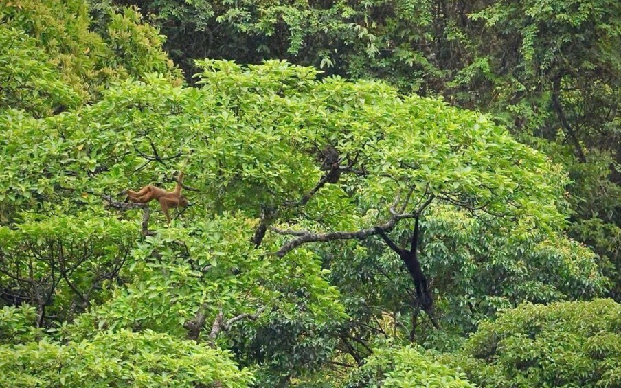 A dense forest with a deer in the trees. 4