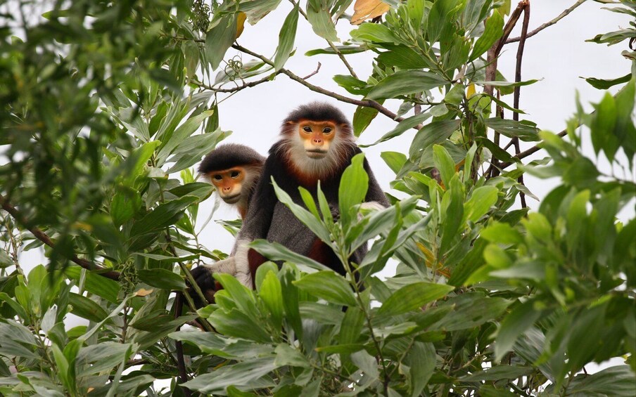 Two monkeys sitting on a tree branch surrounded by green foliage. 1