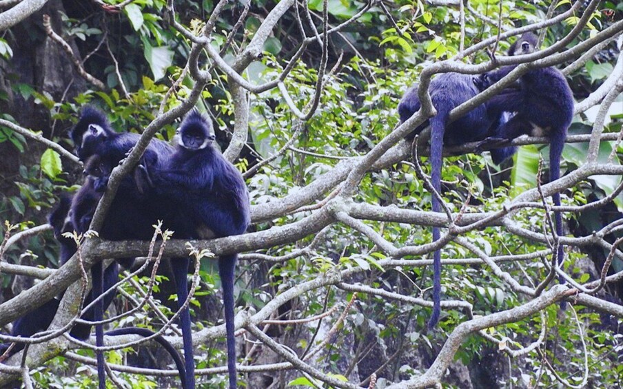 A group of dark-colored primates in a dense forest with intertwined branches and green foliage. 2