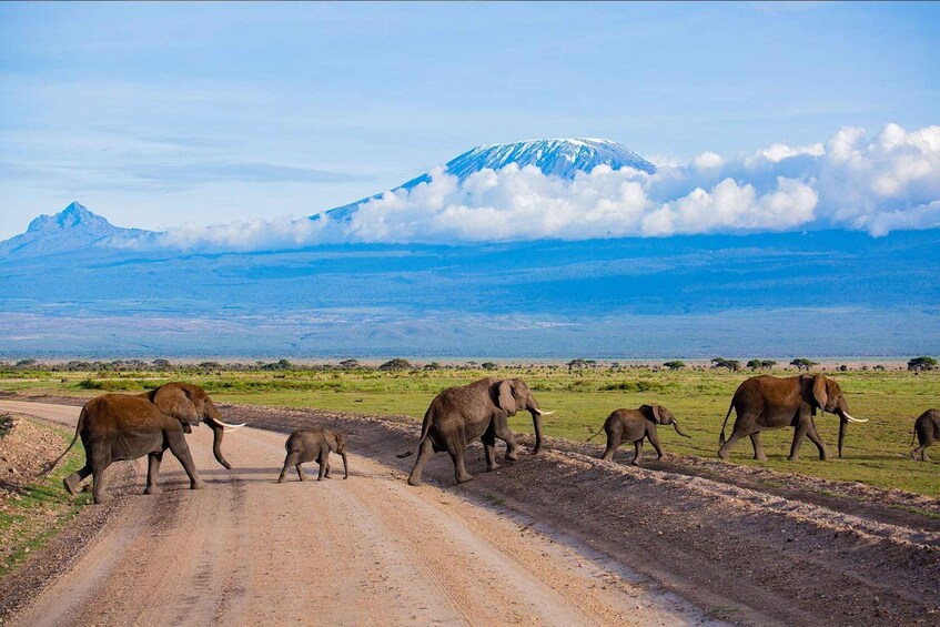 A dirt road with elephants, a mountain, and clouds. 2