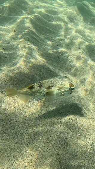 A fish on a sandy seabed. 4
