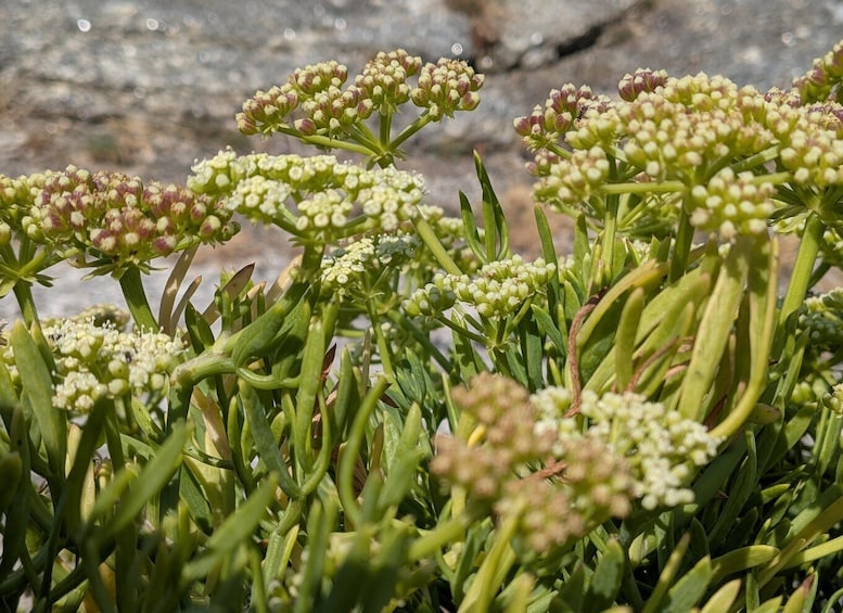 Picture 1 for Activity Introduction to seaweed cuisine · The sea on your plate in Le Guilvinec 2