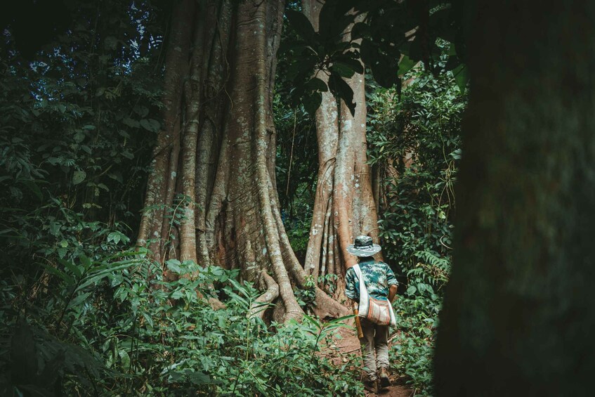 Picture 3 for Activity Bali: Munduk Jungle Trekking & Ulun Danu Beratan Temple tour 2