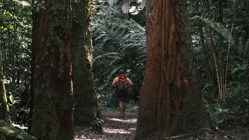 Picture 5 for Activity Bali: Munduk Jungle Trekking & Ulun Danu Beratan Temple tour 4