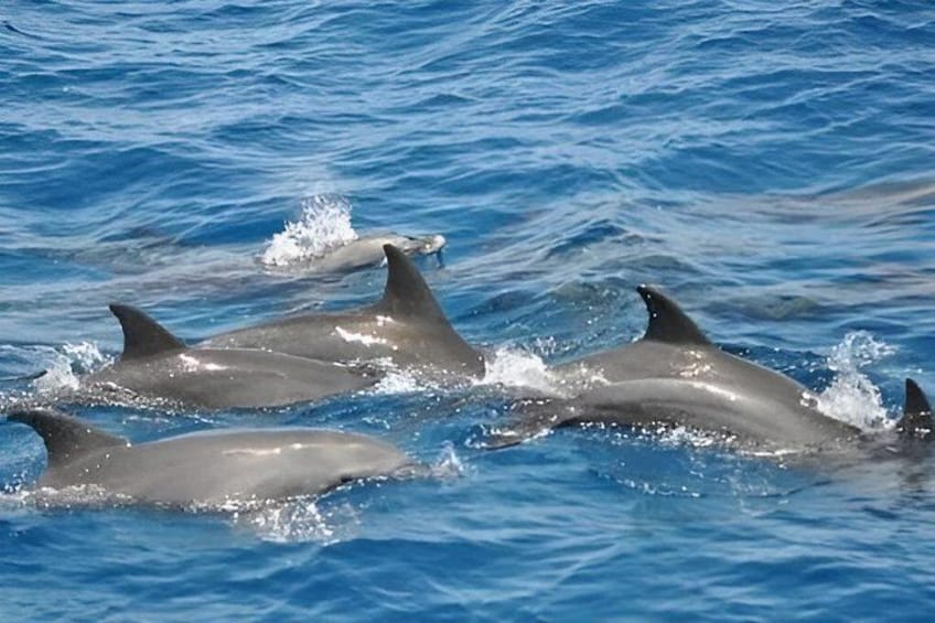 Dolphins swimming in the ocean. 4