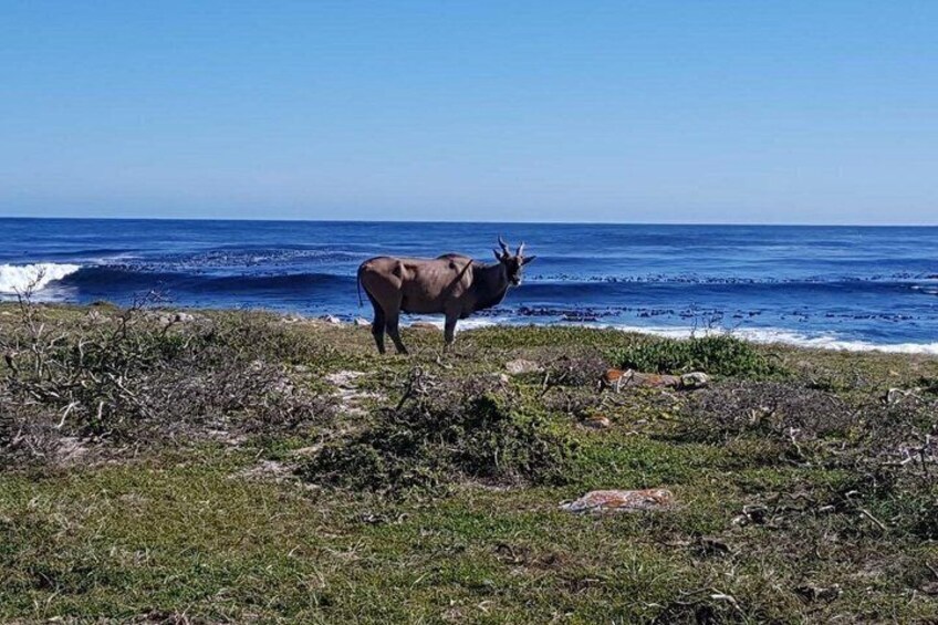 Ett kustlandskap med en ko som står på stranden. 3