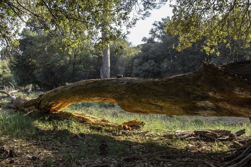 Guided Nature Walk in San Rossore Natural Park 4