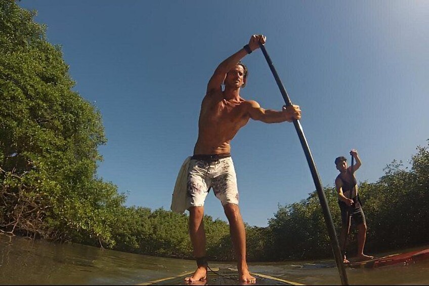 Mangrove Paddleboard & River West Side Wildlife Experience 3